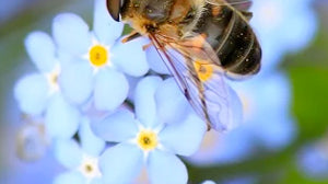 Let me tell you about the birds and the bees and the…